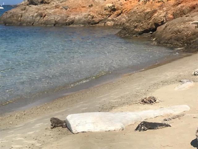 Ma Cabane De Pecheur Pieds Dans L'Eau - Lit Queen Size 滨海圣芒德里耶 外观 照片